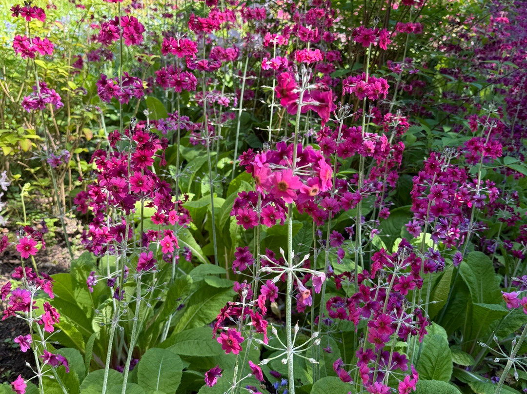 Howick Hall Gardens & Arboretum-阿尼克必去景点