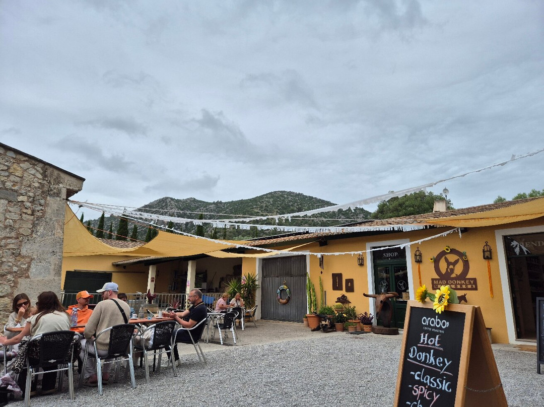 Mad Donkey Mallorca-Pollenca必去景点
