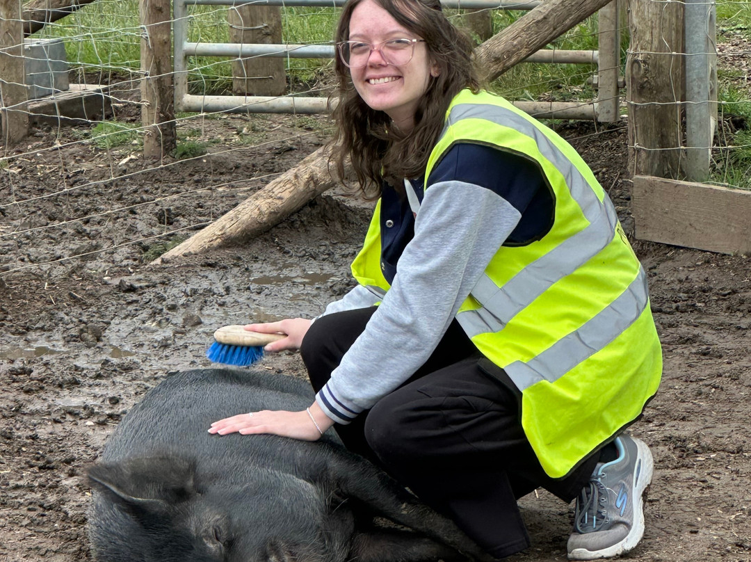 Kew Little Pigs Farm Ltd-Amersham必去景点