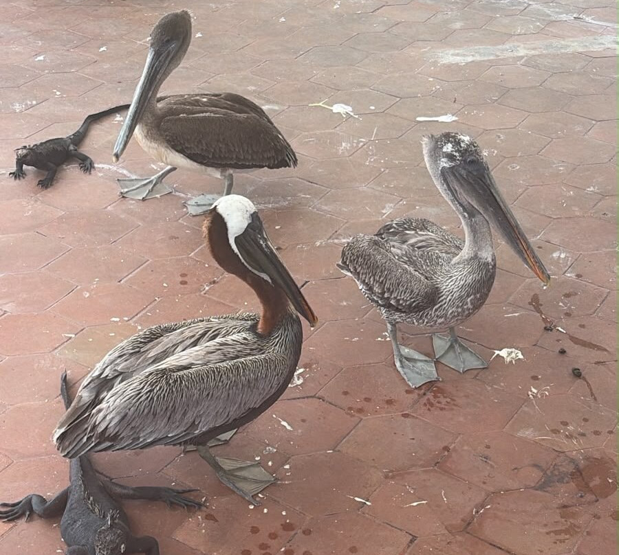 Bartolome Island, Galapagos, Ecuador-Bartolome必去景点