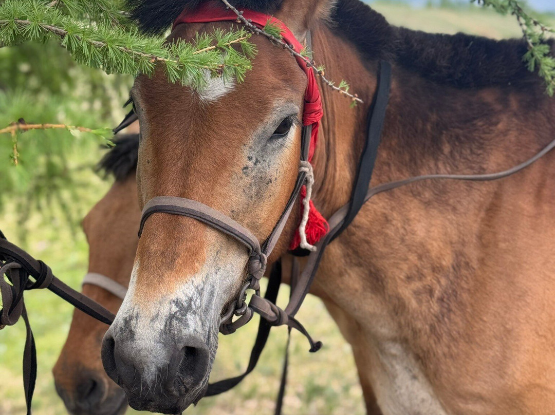 Fat Horse Mongolia-Darhan必去景点