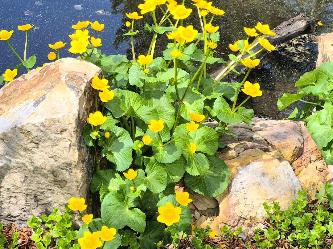 Betty Ford Alpine Gardens-韦尔必去景点