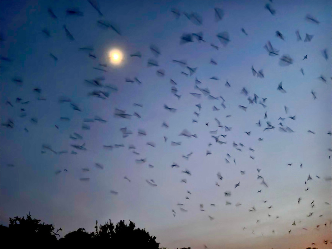 Frio Bat Flight Tours-Concan必去景点