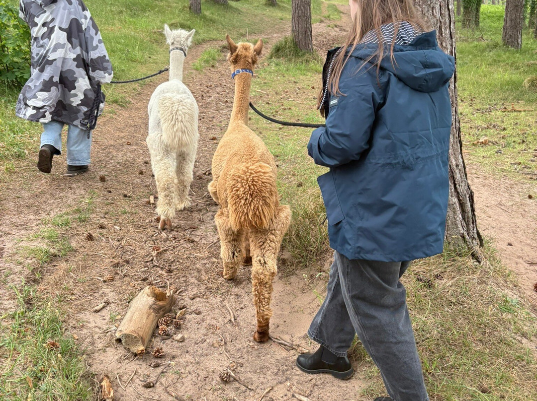 John Muir Alpacas-Dunbar必去景点