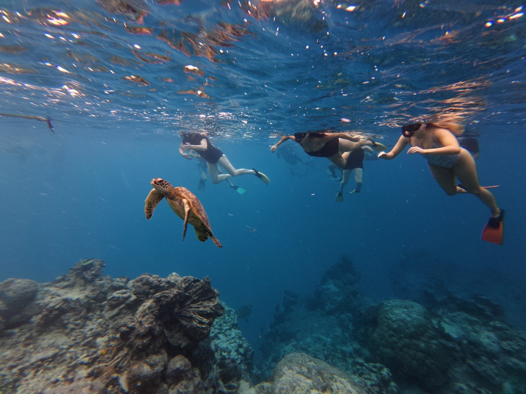 Go Local Cook Islands-堤堤卡维加必去景点