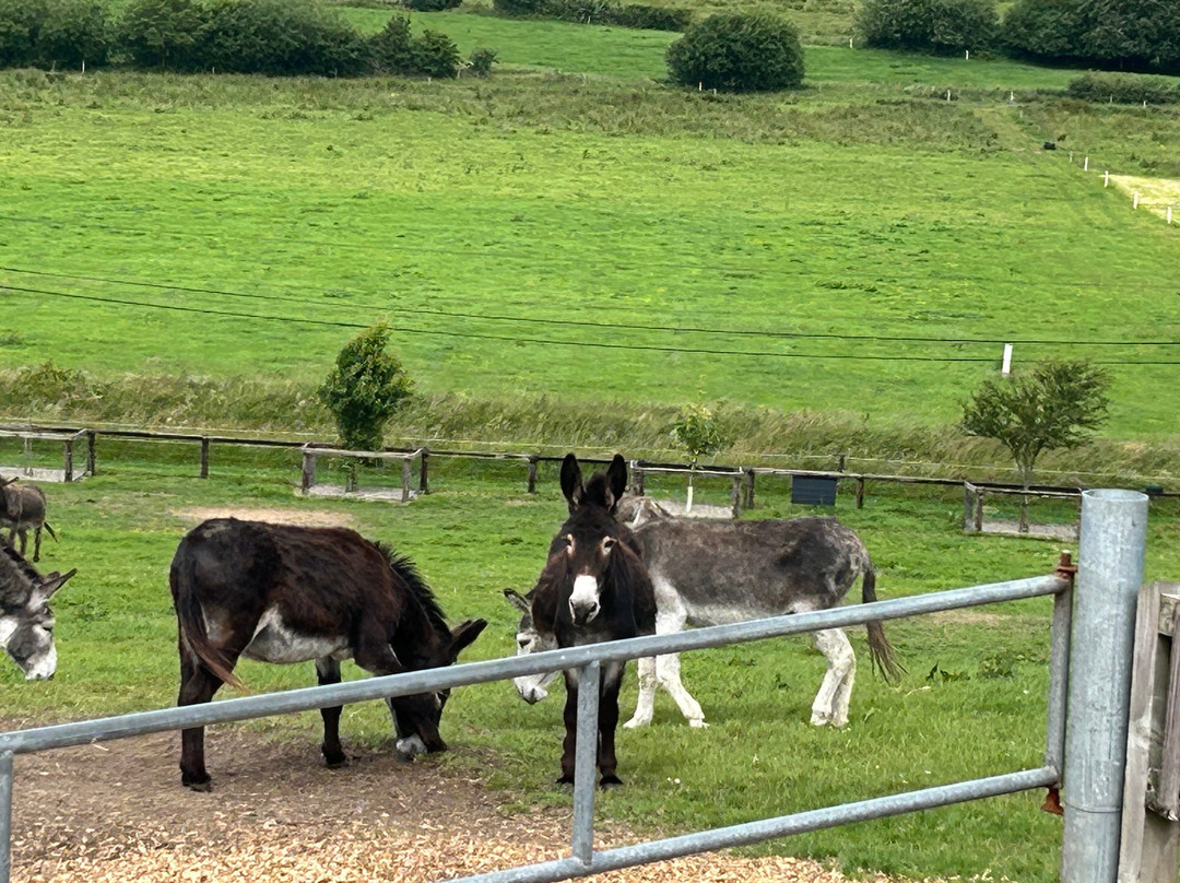 The Donkey Sanctuary-Mallow必去景点