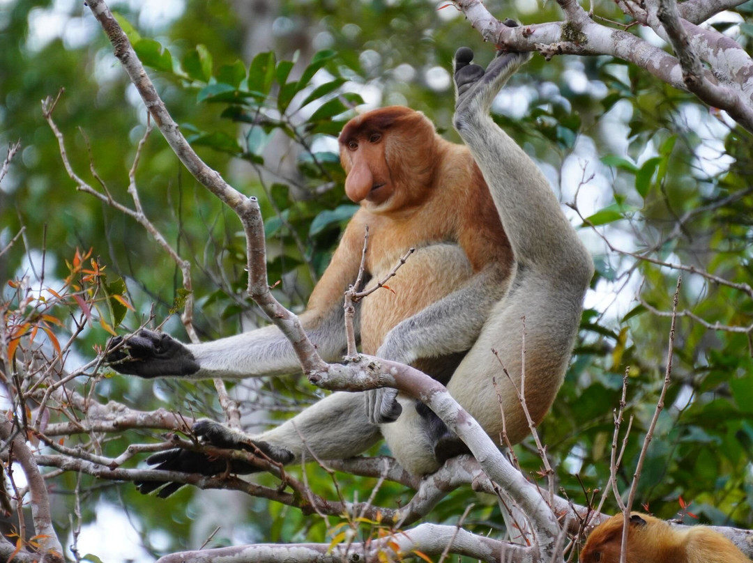 Orangutan Houseboat Tour-Kumai必去景点