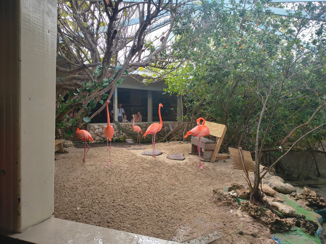 Curaçao Sea Aquarium-威廉斯塔德必去景点