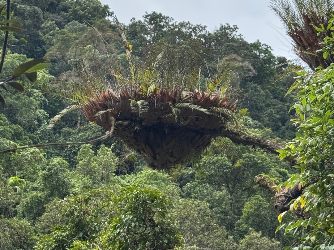 Mossman Gorge Cultural Centre-丹特里区必去景点