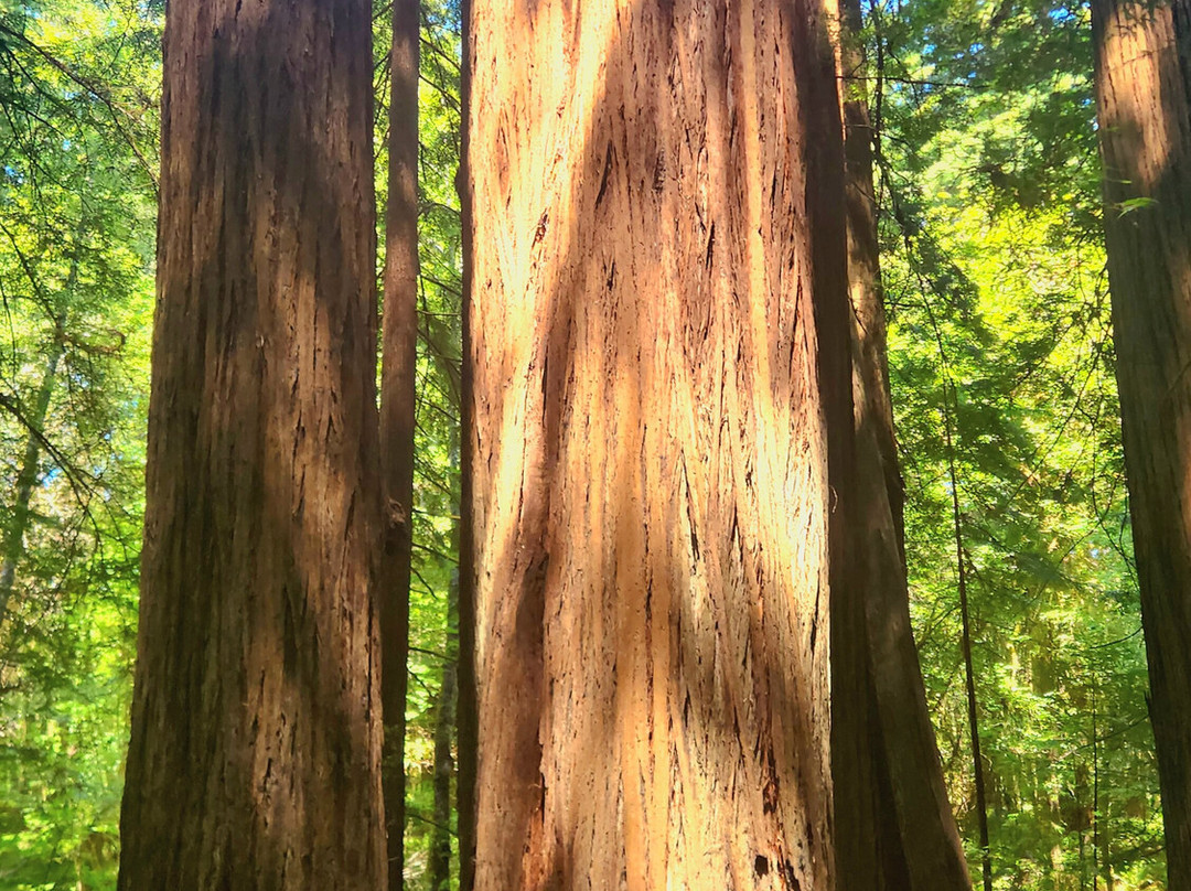 Avenue of the Giants-洪堡县必去景点