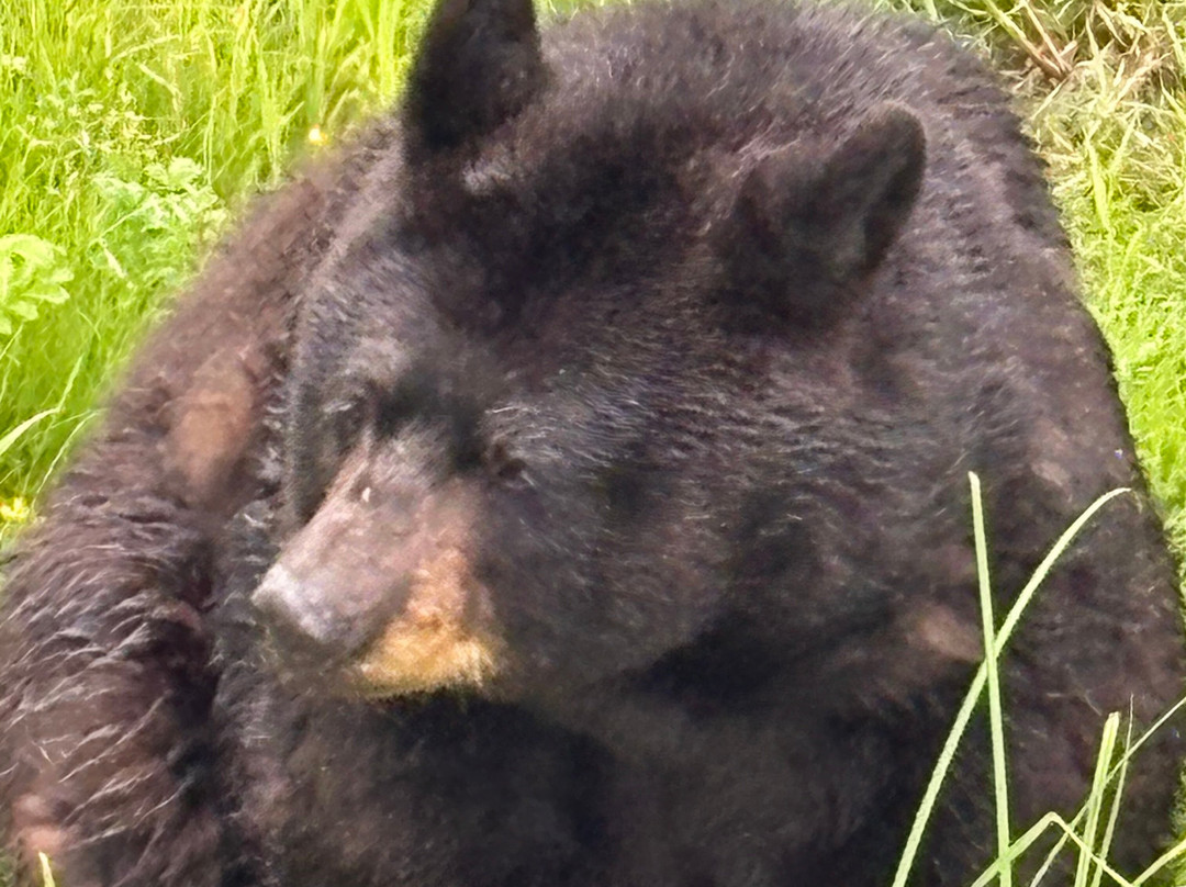 Alaska Wildlife Conservation Center-戈德伍德必去景点