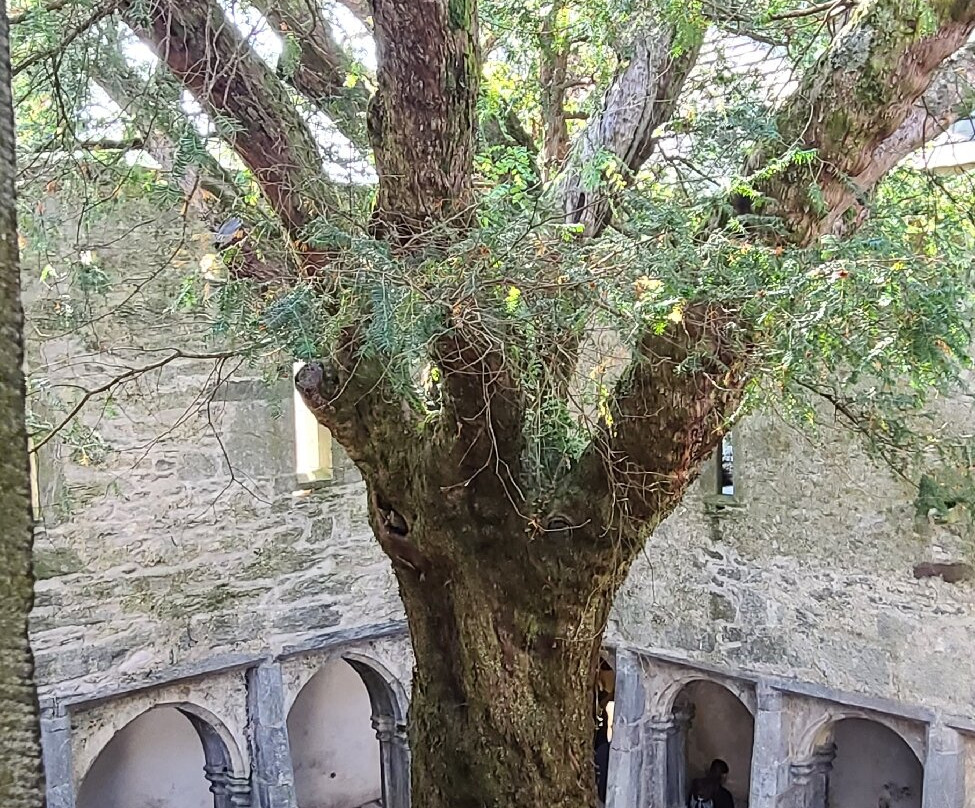 Muckross Abbey-基拉尼必去景点