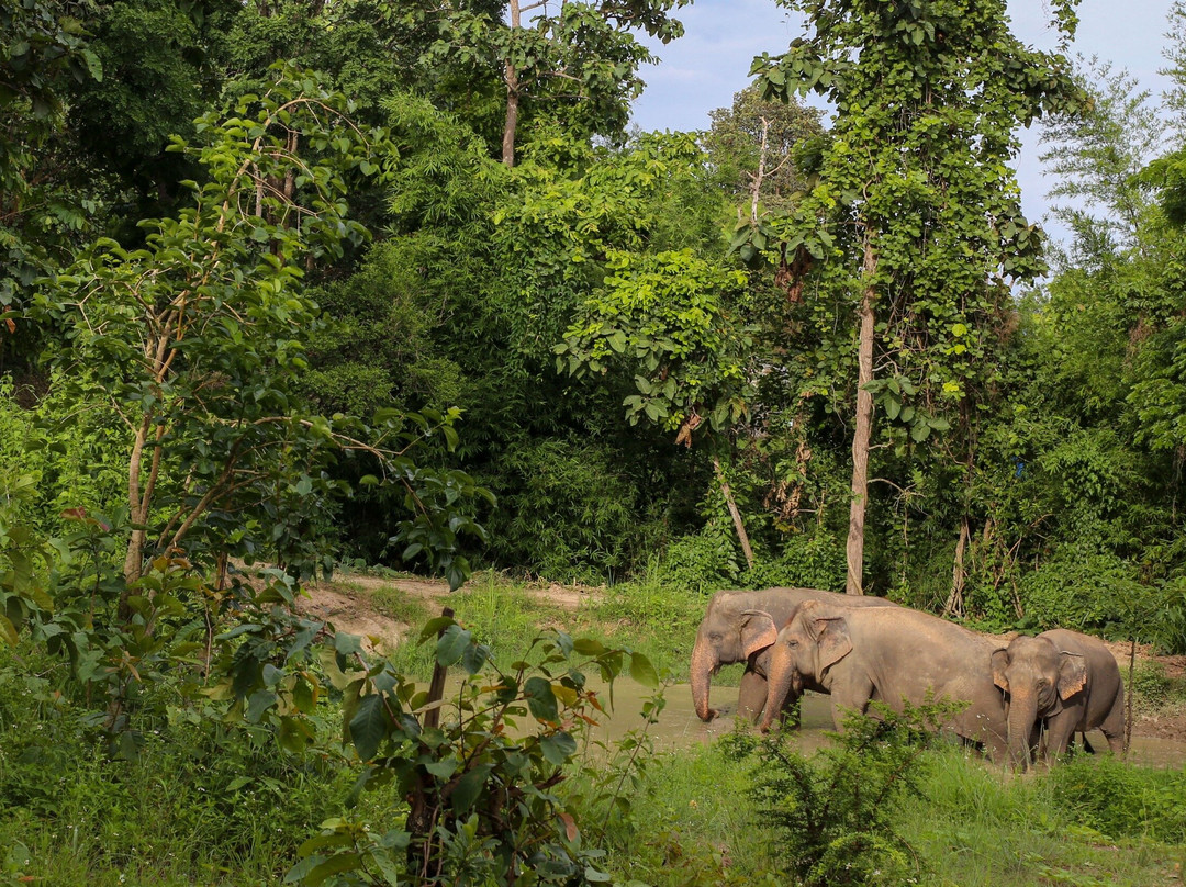 Maerim Elephant Sanctuary-夜林必去景点
