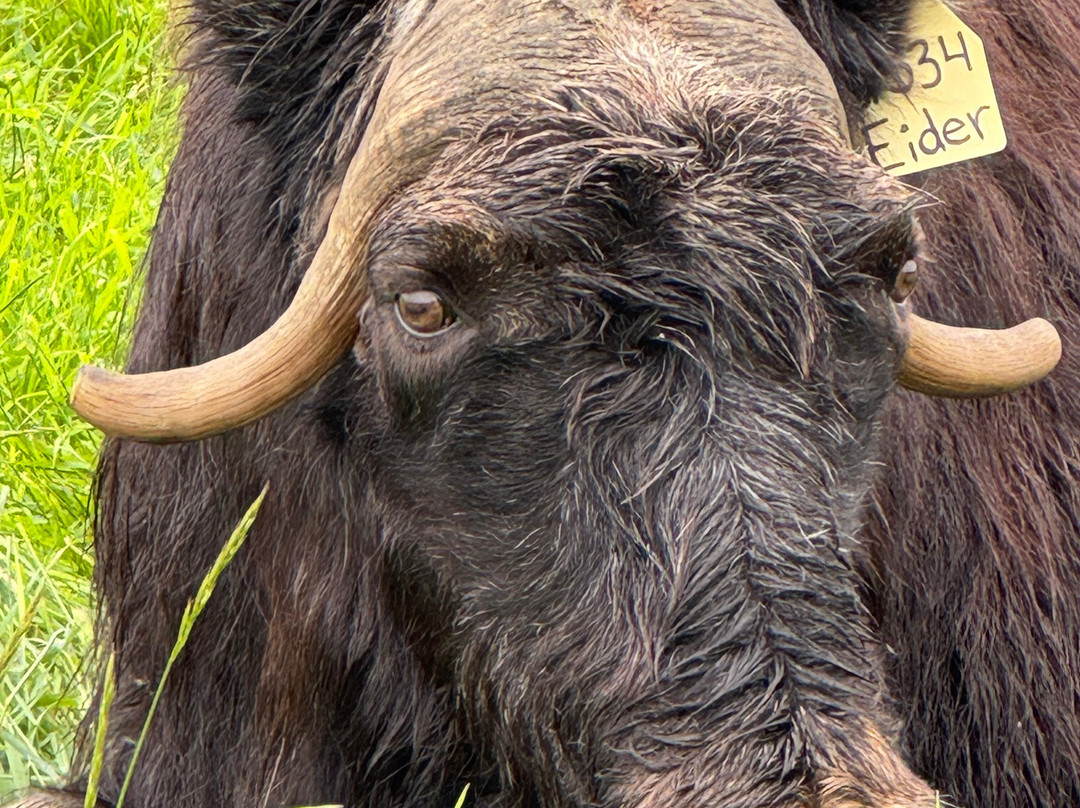 Musk Ox Farm-帕尔默必去景点