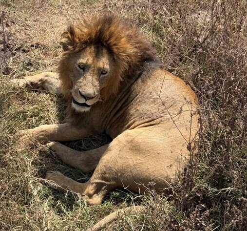 Thomson Safaris