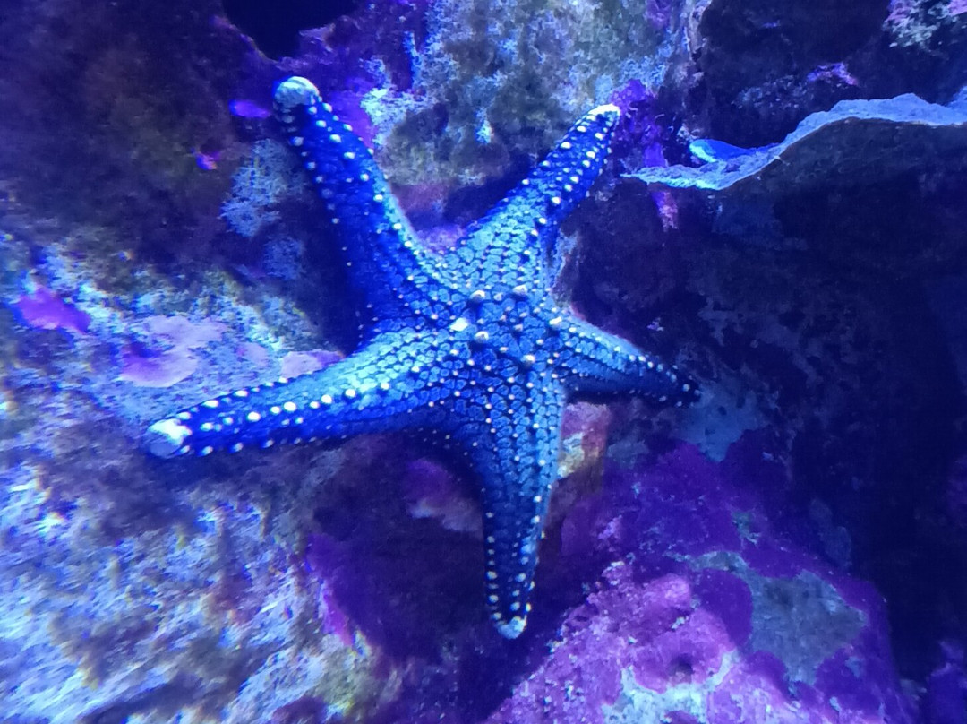 Seaquarium Institut Marin-勒格罗迪鲁瓦必去景点