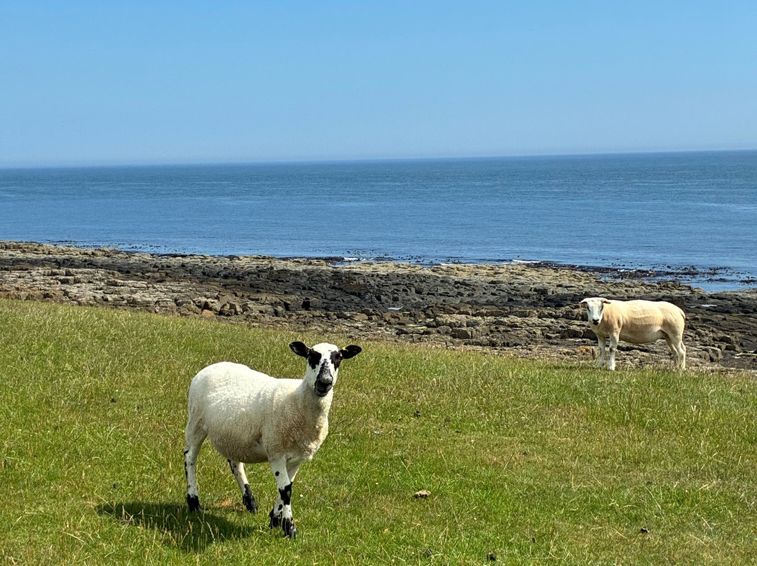 Dunstanburgh Castle-Craster必去景点