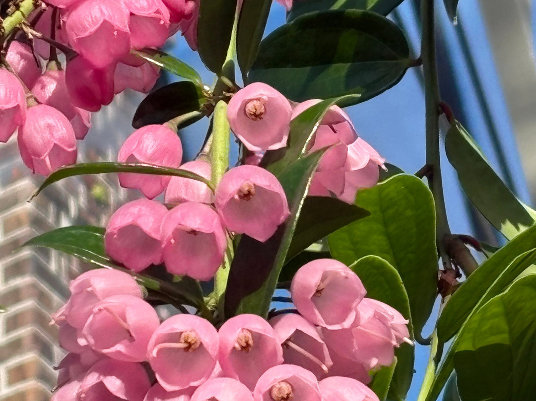 Winter Garden Auckland Domain-奥克兰中心地区必去景点