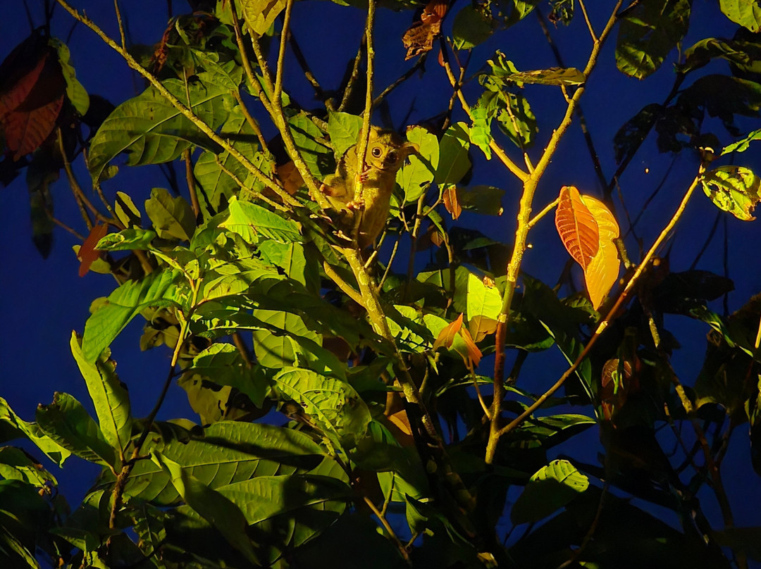 Tentena wildlife tour and Lorelindu national park-Tentena必去景点