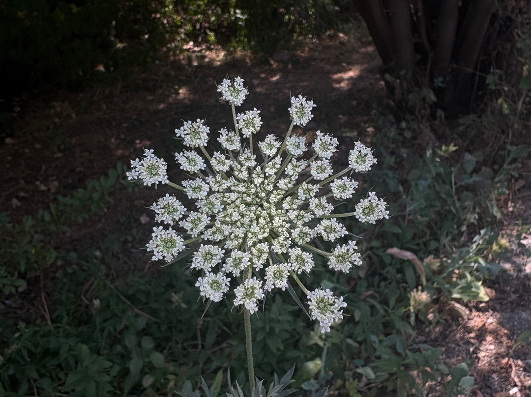 Yerevan Botanical Garden-埃里温必去景点