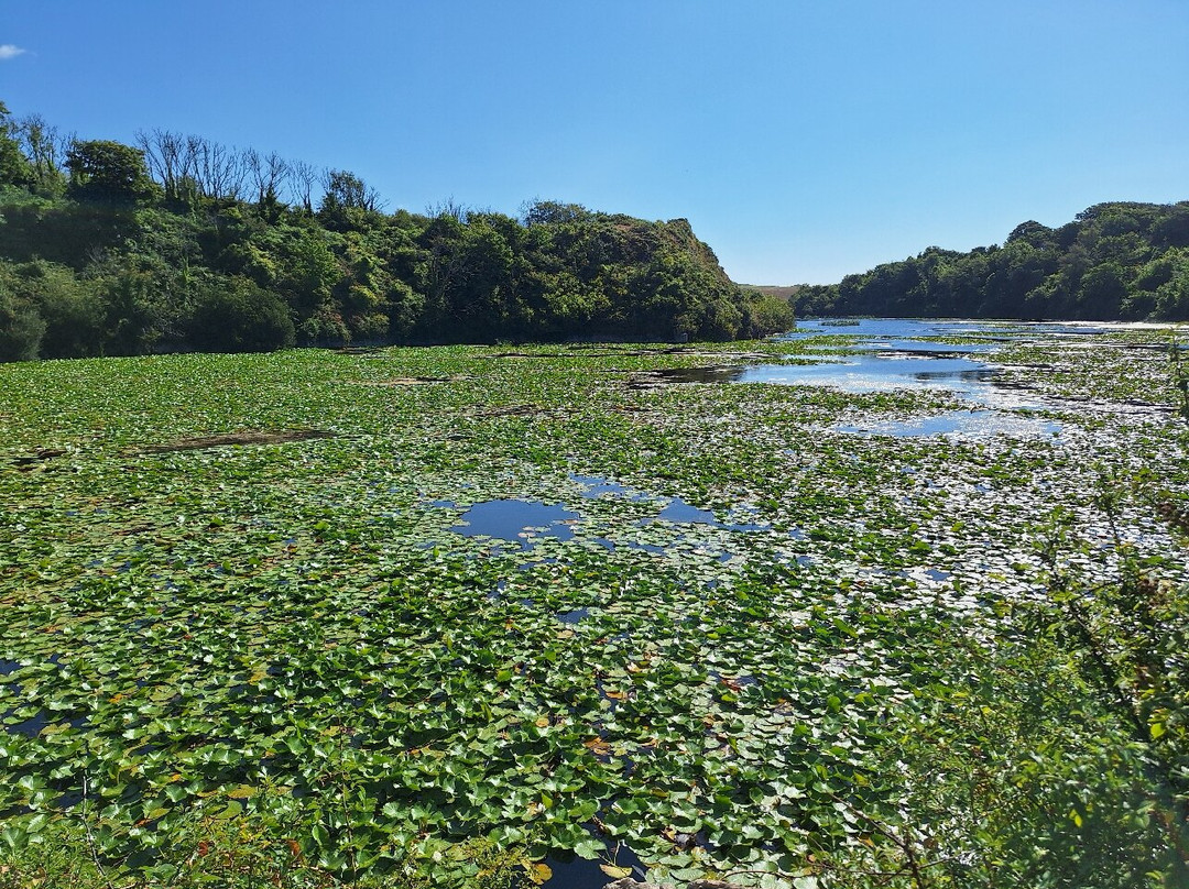 Lily Ponds-Bosherston必去景点