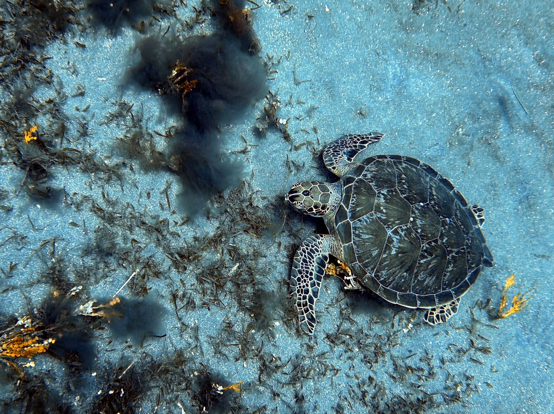 Scubaqua Dive Center-圣尤斯泰希厄斯岛必去景点