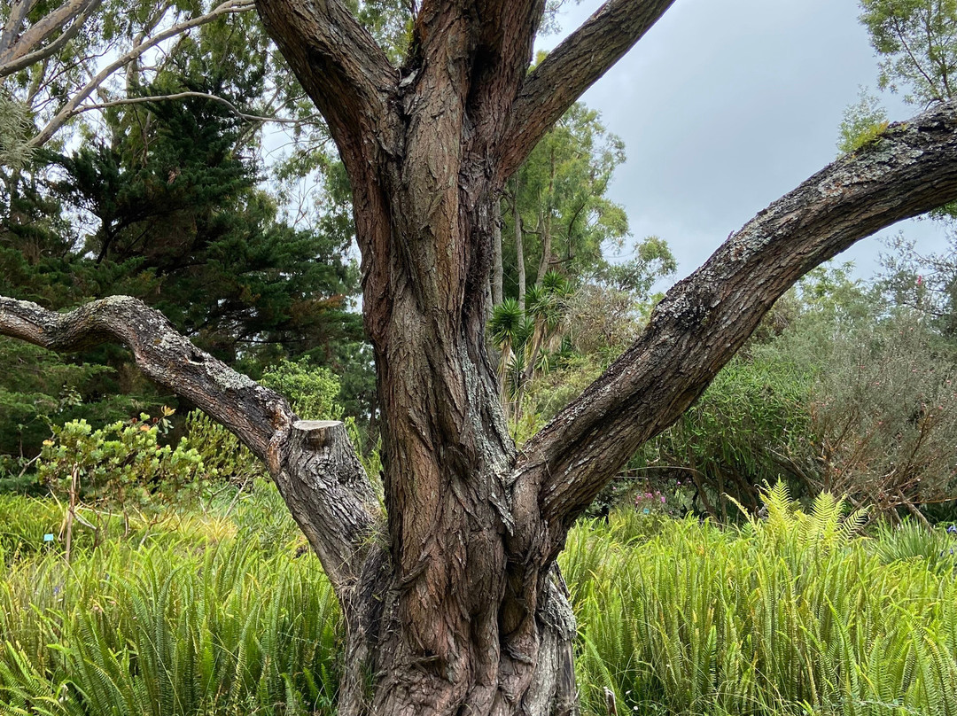 库拉植物园-库拉必去景点