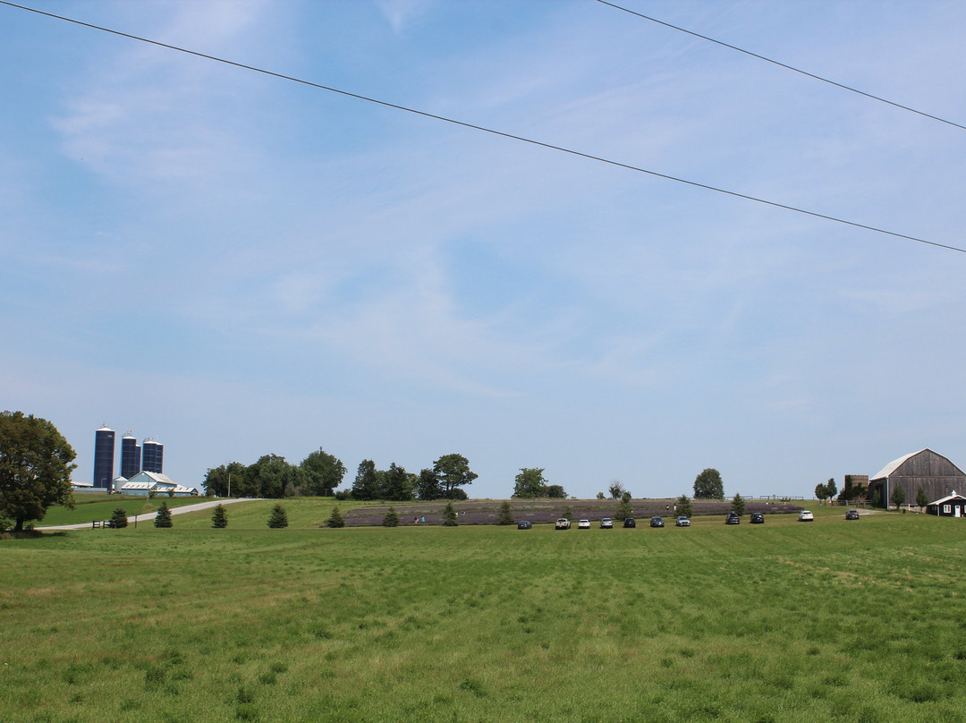 Gray Silo Lavender Farm-Port Perry必去景点