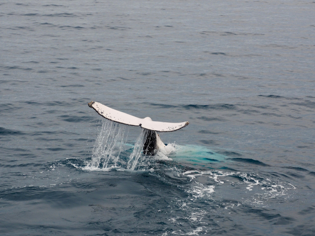 Hervey Bay Whale Watch-尤兰根必去景点