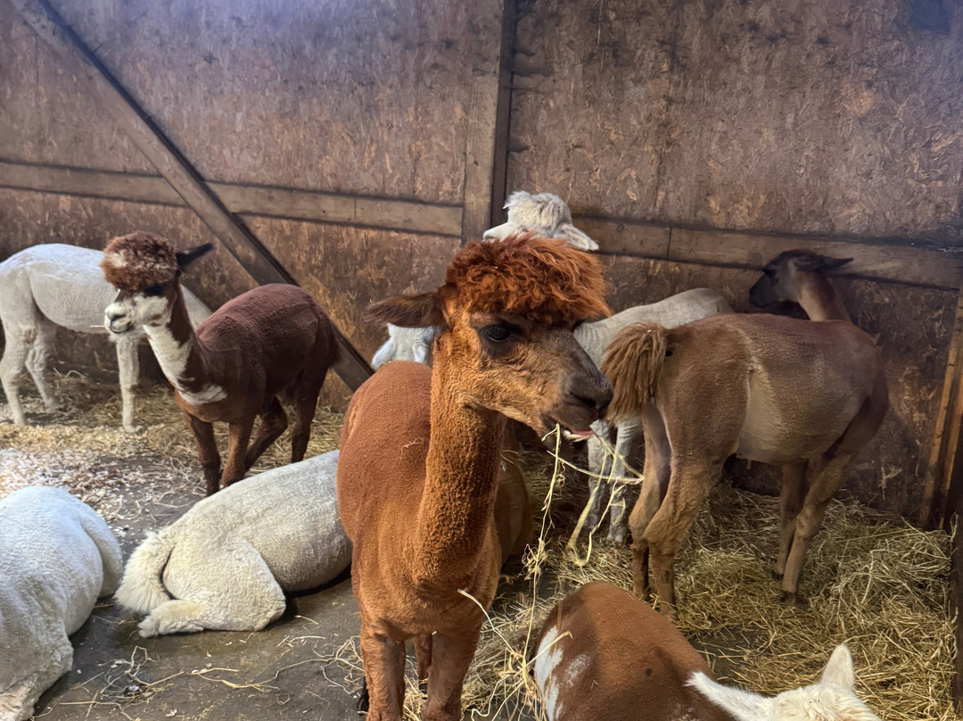 The Alpaca Trekking Centre-斯特灵必去景点