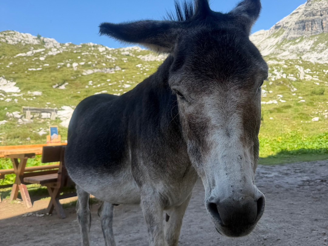 Anello dei Tre Rifugi dalla val Fiscalina-Sesto必去景点