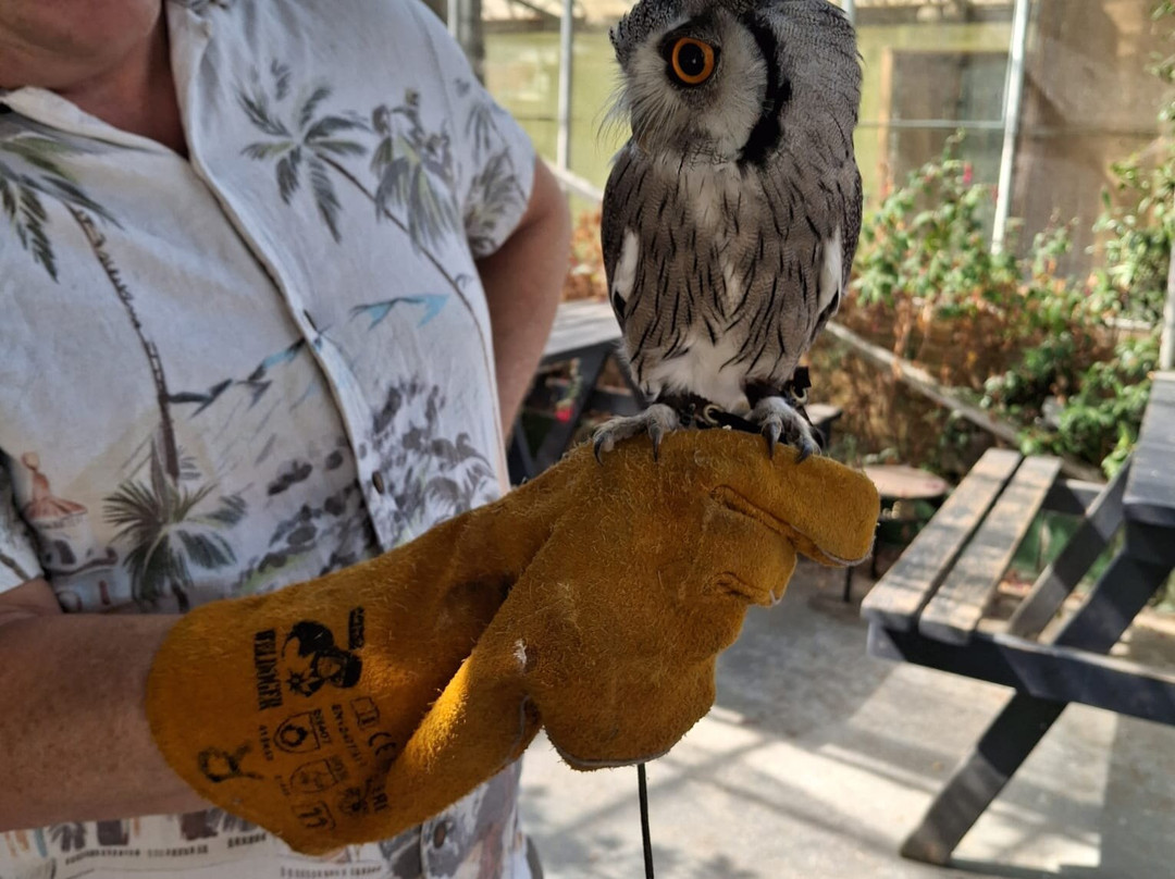 Fritton Owl Sanctuary-Fritton必去景点