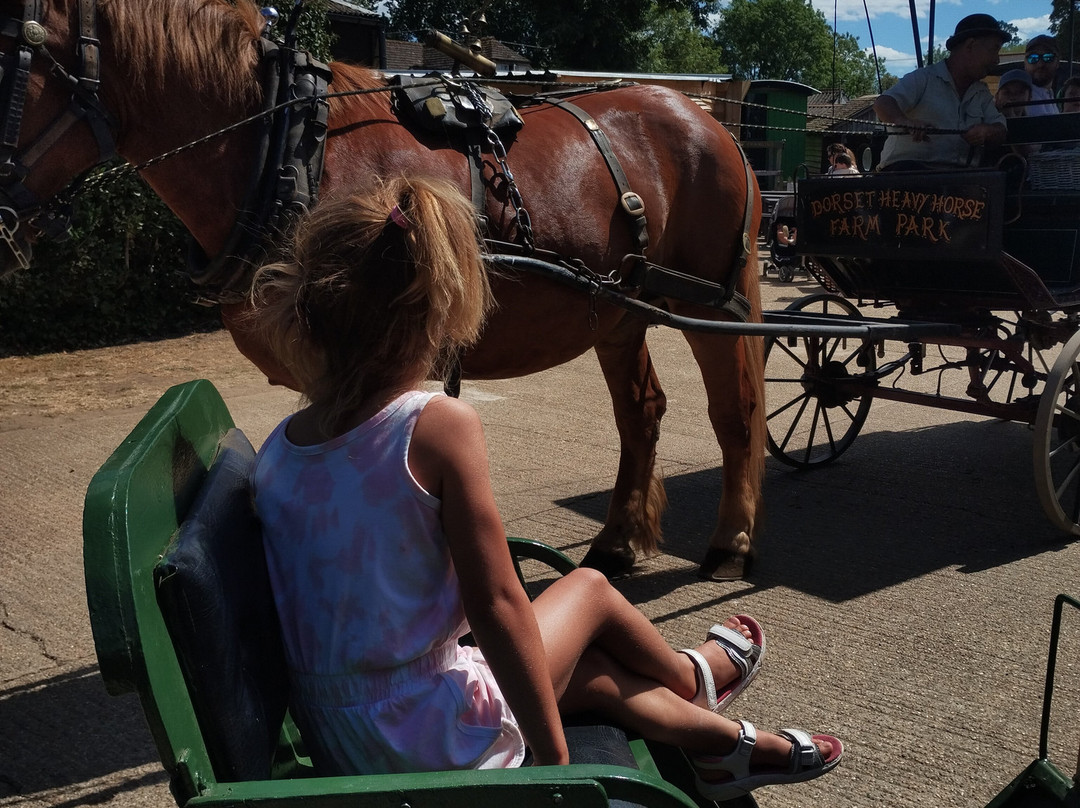 Dorset Heavy Horse Farm Park-Verwood必去景点