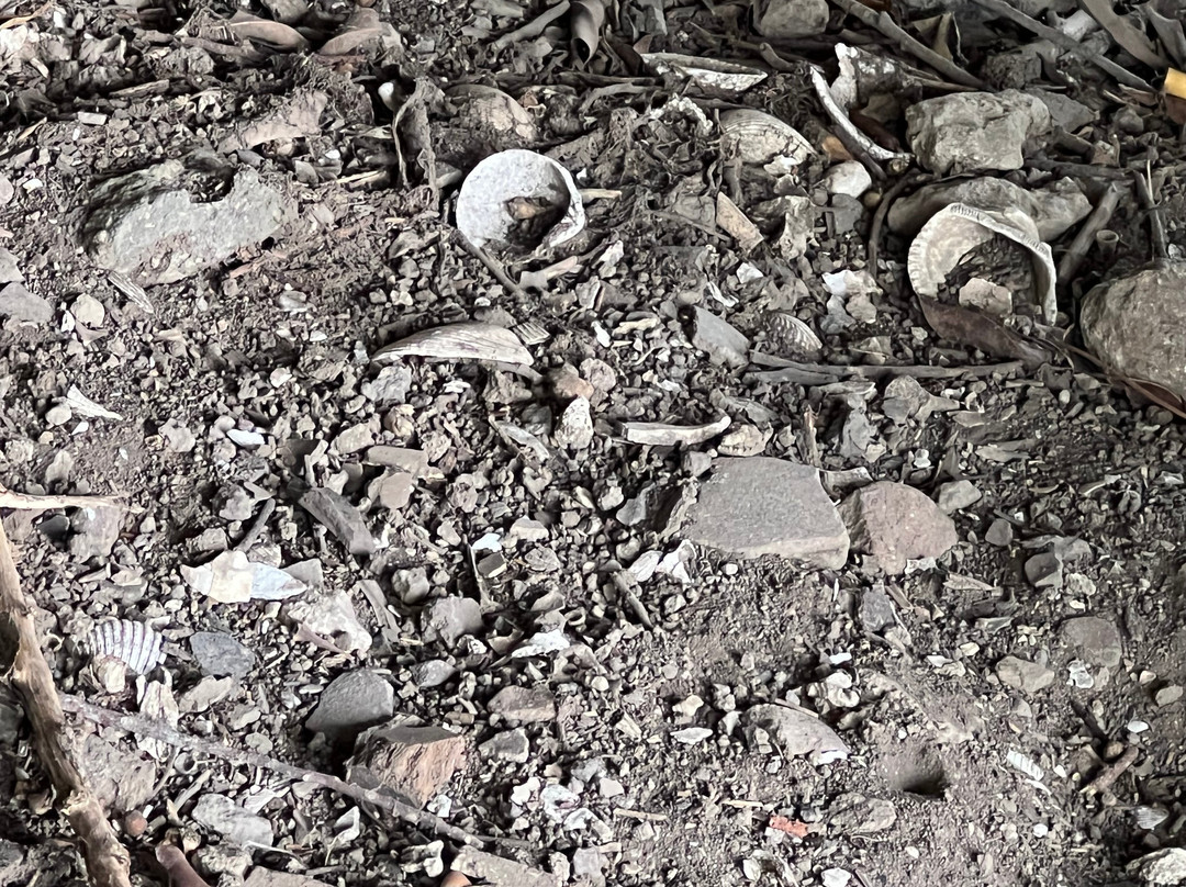 Bukit Tengkorak (Skull Hill)-仙本那必去景点