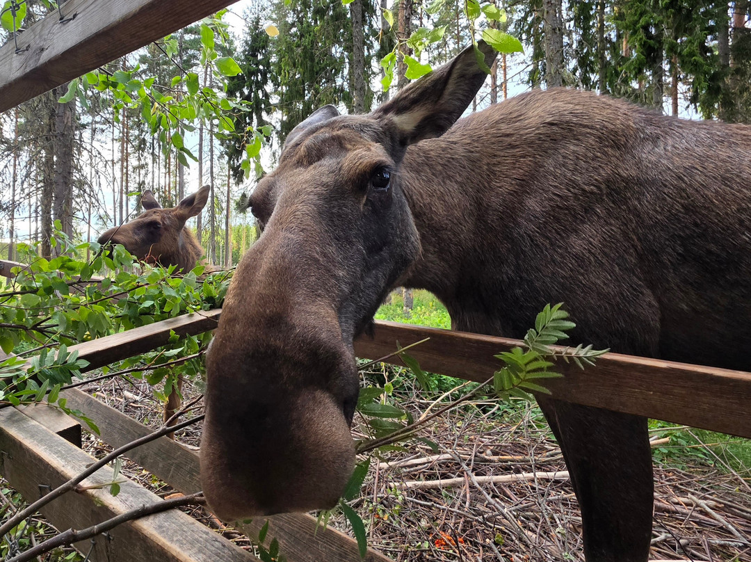 Varmlands Moose Park-Eksharad必去景点