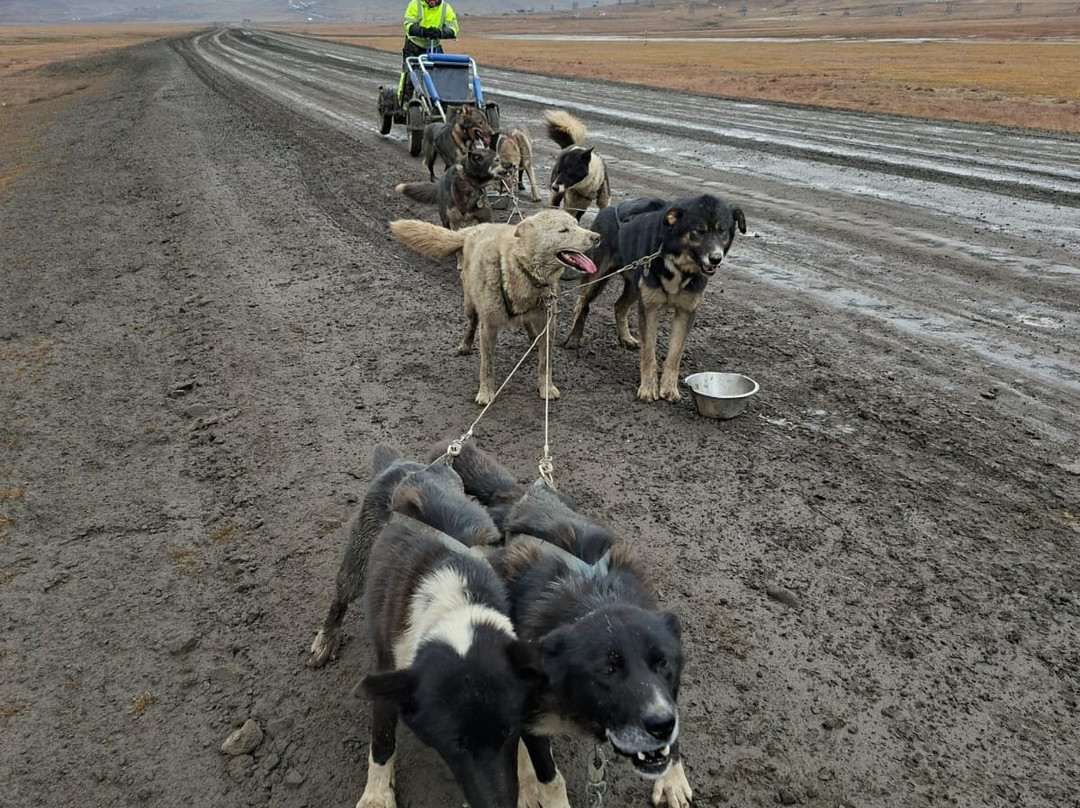 Green Dog Svalbard-朗伊尔城必去景点