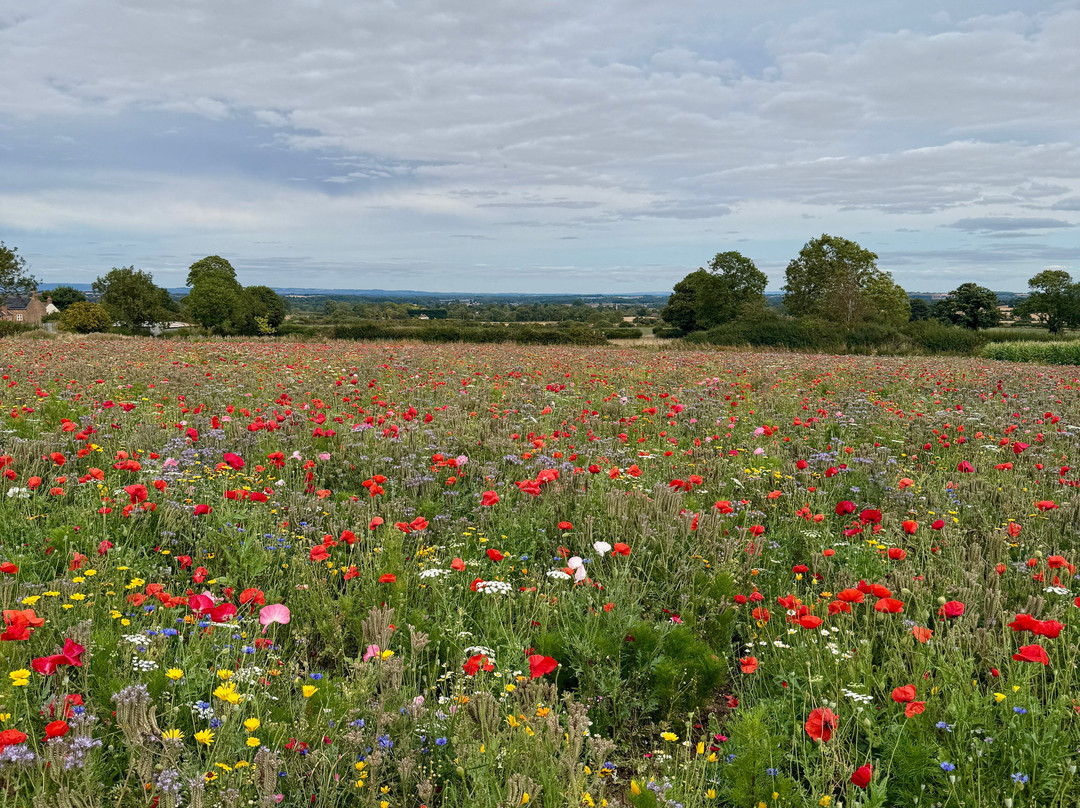 The Flower Belt - Harrogate-哈罗盖特必去景点