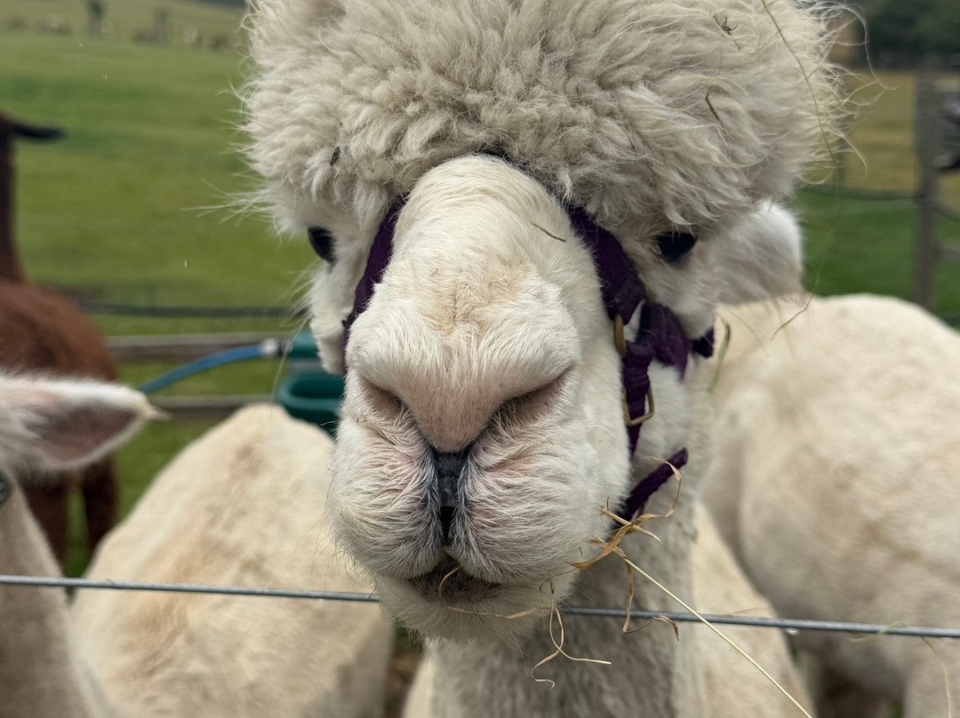 BobCat Alpacas-爱丁堡必去景点