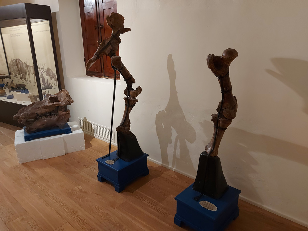 Museo Paleontologico di Montevarchi-蒙泰瓦尔基必去景点