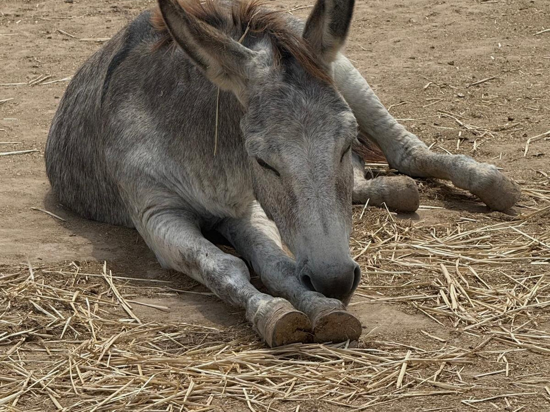 Easy Horse Care Rescue Centre-罗哈莱斯必去景点