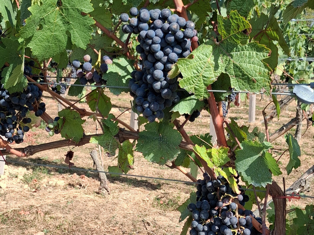 Biddenden Vineyards-Biddenden必去景点