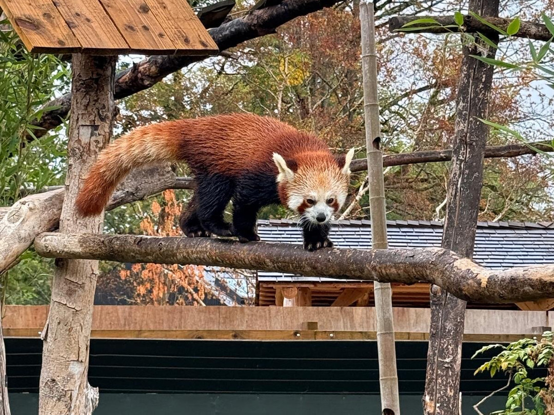 Bristol Zoo Project-Easter Compton必去景点