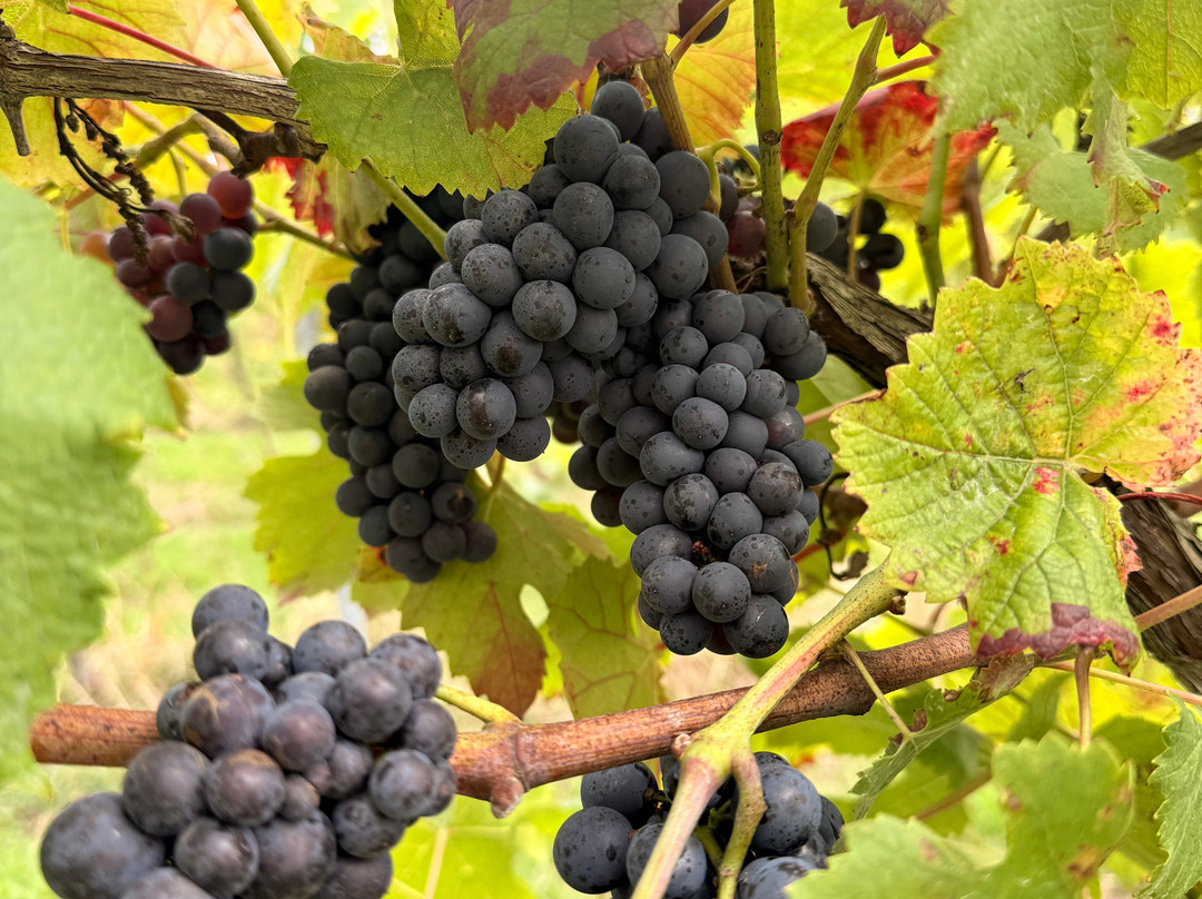 Wayfarer Wines-Woodchurch必去景点