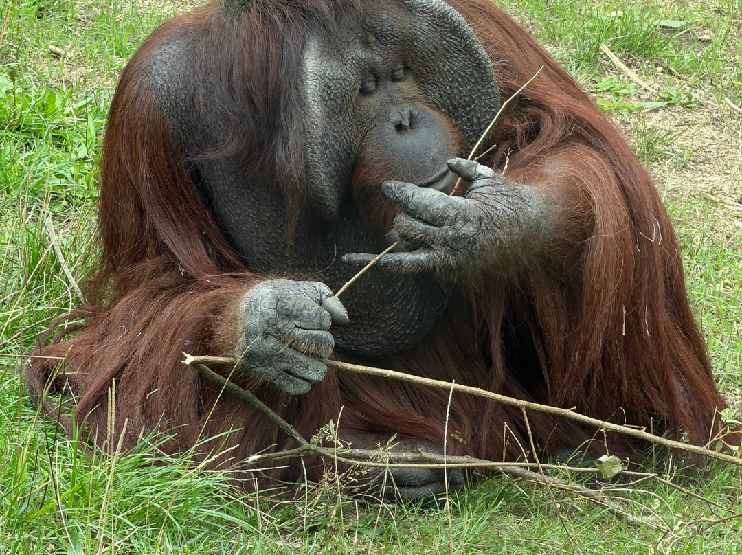 Monkey World-韦勒姆必去景点