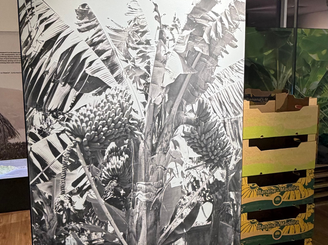 BAM - Centro Da Banana Da Madeira-Ponta Do Sol必去景点