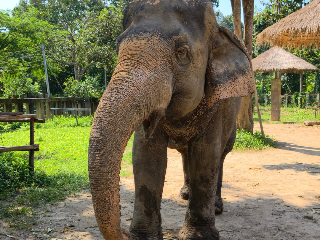 Maerim Elephant Sanctuary-夜林必去景点