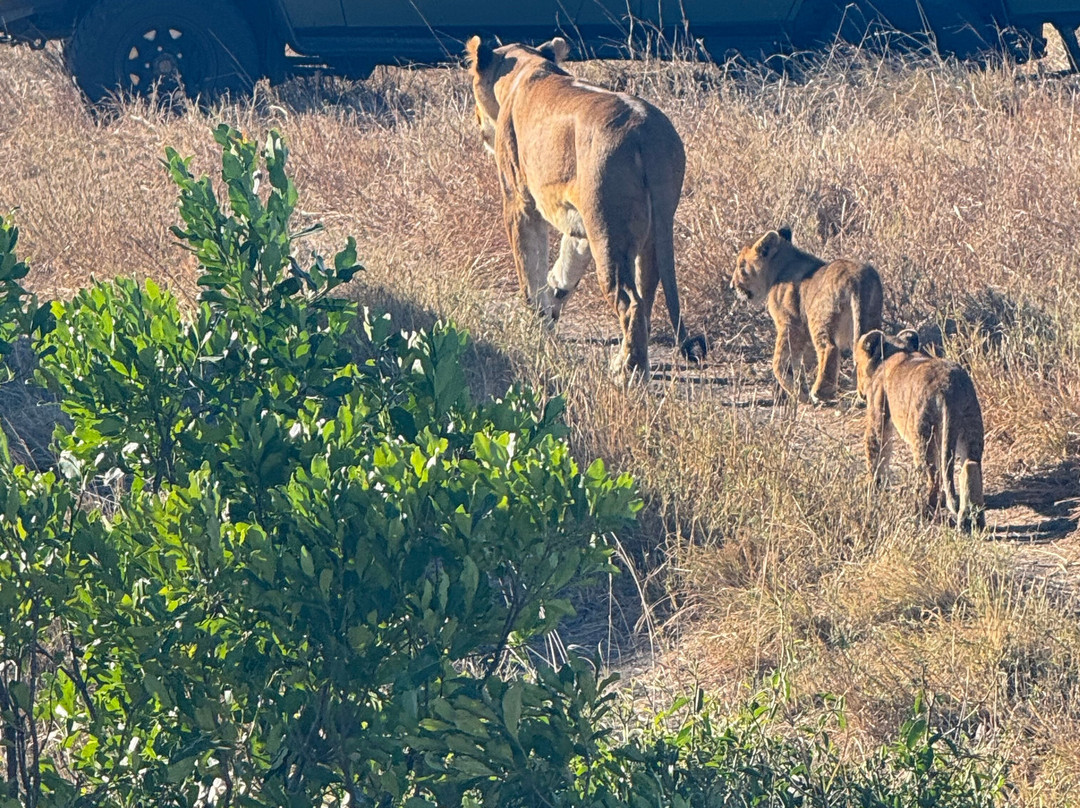 Hyrax Safaris-Ololaimutiek必去景点