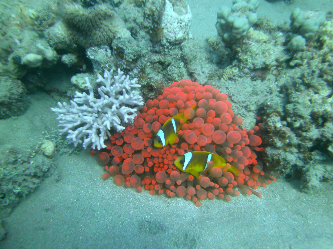 Black Rock Dive Centre-达哈卜必去景点