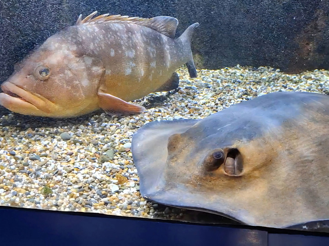 Aquarium Oniria-卡内鲁西永必去景点