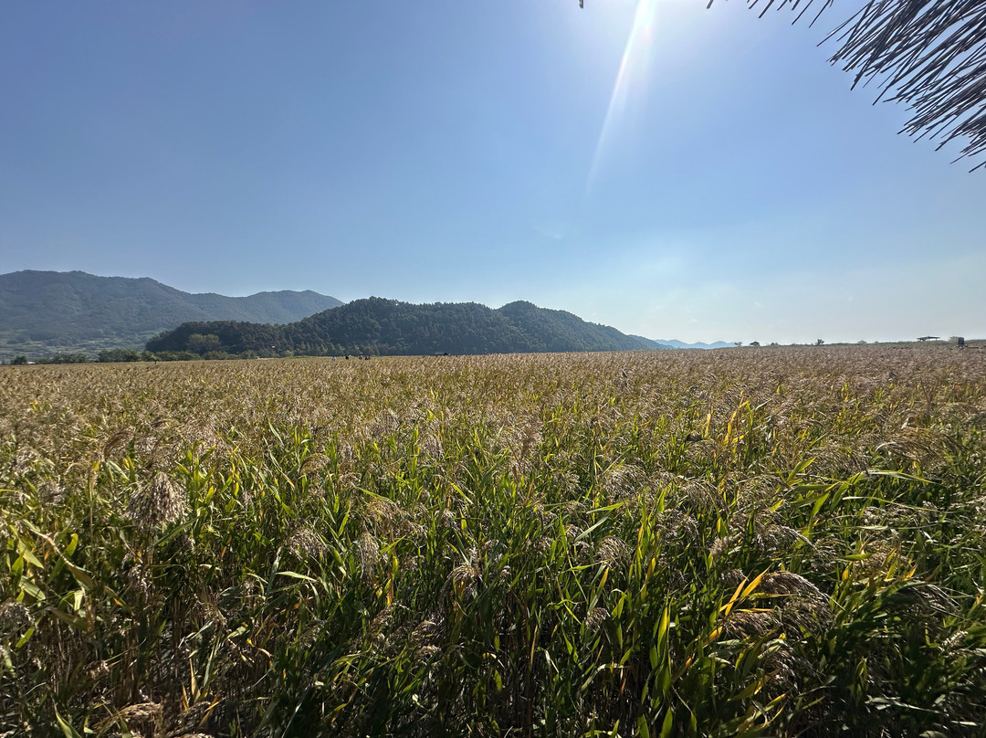Suncheon Bay Wetland Reserve-顺天市必去景点